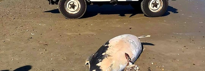 Il delfino di tre metri ucciso dalle reti da pesca a Pesaro (immag diffusa da Fondazione cetacea Onlus sui social)