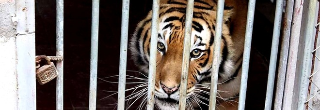 Una tigre in gabbia (immag diffusa su fb dalla ong Education for Nature-Vietnam)