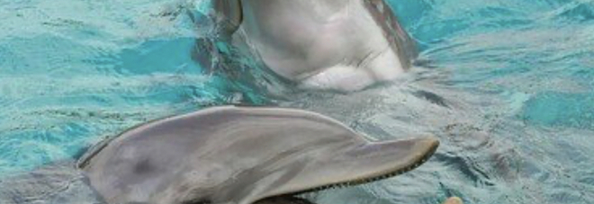 I delfini a Punta Campanella, nell'area marina protetta