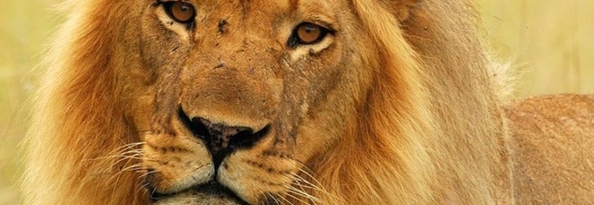 Mopane, il leone ucciso dal cacciatore di trofei (immag diffusa da SA People News)