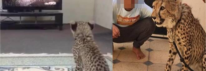 Alcuni dei ghepardi detenuti da ricchi arabi (immagini pubblicate da Daily Mail)