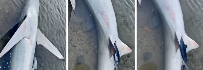 Ramona Scodellaro aiuta a partorire mamma squalo (immag e video ripresi e diffusi da Ramona Scodellaro su Fb)