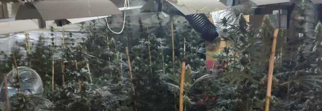 Sequestrata piantagione di marijuana in una monofamiliare a Villa di Briano