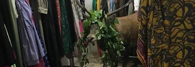 Cervo entra in un negozio di vestiti, caos a Cortina: animale sedato e poi liberato
