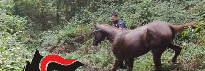 Napoli, cavallo imbizzarrito scappa e cade in un dirupo del parco nazionale di Ottaviano: salvato dall'intervento dei carabinieri