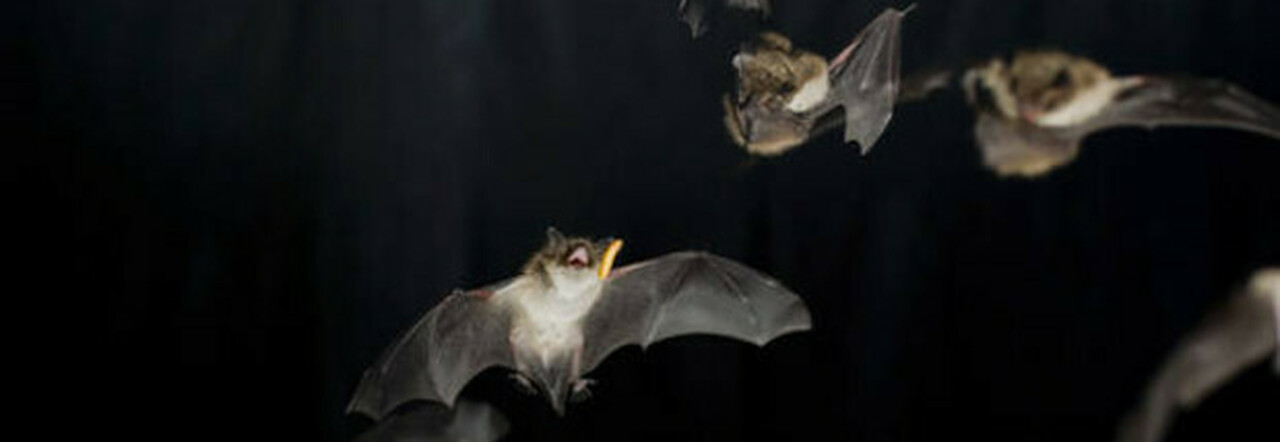 Nei pipistrelli delle grotte del Laos scoperti virus gemelli di Sars Cov-2: così infettano cellule umane